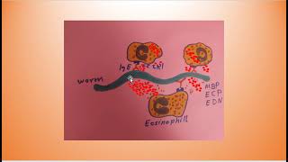 Eosinophils؛ Immune Responses in Health and Disease [upl. by Urba]