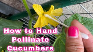 How to Hand Pollinate CucumbersDifferent Ways to Hand Pollinate Cucumbers [upl. by Olvan]