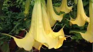 Amazing exotic Tropical Flowering tree Angel Trumpet Brugmansia Aurea On Vancouver Island Canada [upl. by Ennairak976]