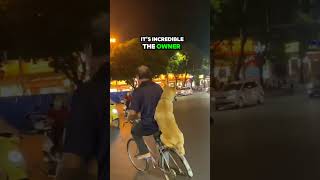 🚲 Dog Rides Bike Like a Pro 🐕shorts [upl. by Carpet]