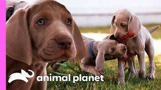 Weimaraner Puppies Get Ready To Celebrate Their First Christmas  Too Cute [upl. by Harbot]