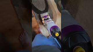 using the Bissel proheat 2x revolution pet pro [upl. by Ecinrev326]