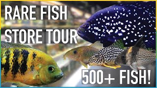 This shop sells over 500 aquarium fish  AllFish2U Complete Tour [upl. by Llednew111]