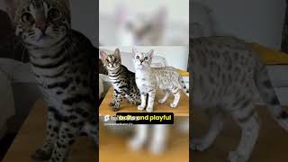 Can a Bengal cat be raised at home short cat kitte catlover catbreed [upl. by Peh619]