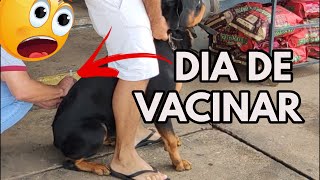 Dia de vacinar o rottweiler Mutante  Vacina canina Antirrábica e polivalente [upl. by Phillada]