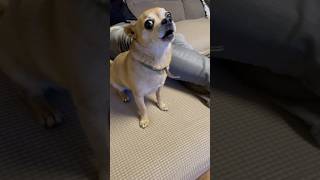 Talking dog 🥰☺️cute cutedog chihuahua dogsinging [upl. by Limaj]