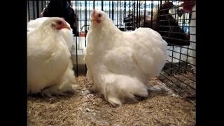 Pekin Bantam white ZwergCochin weiß Kleintierschau Pratteln 2011 [upl. by Itram278]