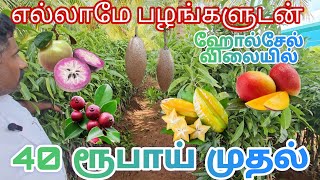 ஒரு இலட்சத்திற்கும் மேற்பட்ட பழச் செடிகள் எல்லாமே பழங்களுடன் ஹோல் சேல் விலையில் தமிழகம் முழுவதும் 😲😲 [upl. by Airolg549]