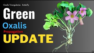 Green oxalis triangularis plant care Update video GardenArcX EP93 [upl. by Osmen129]