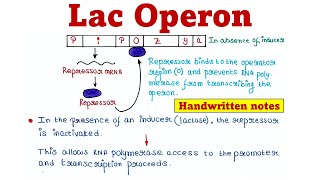 Lac Operon  Principle and Mechanism [upl. by Nosilla305]