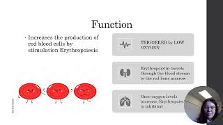 Hormone Presentation  Erythropoietin [upl. by Asiulairam]