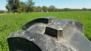 lucerne or medicago sativa is the mother of all fodder [upl. by Demetre]