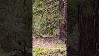 Cottontail Rabbit Thinks Its Hiding 😂 nature outdoors rockymountain animals [upl. by Melessa]