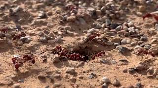 Pogonomyrmex occidentalis queen ants and drones practicing a nuptial flight [upl. by Brietta]