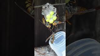 Orphaned Worker Accepted into New Wasp Nest [upl. by Aicats147]