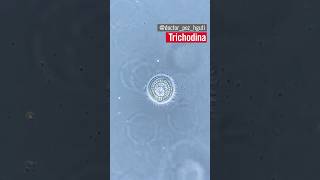 Trichodina flying parasite 🔬🐟 microscopy shorts [upl. by Narcho]