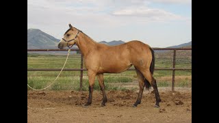 2024 Van Norman amp friends Production Sale  Lot 60 YY High Desert Diva [upl. by Nnylrefinnej655]