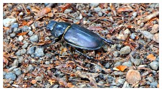 Lucanus cervus Hirschkäfer Weibchen [upl. by Roque]