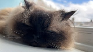 Himalayan cat gets combed and isn’t happy about it 😾 [upl. by Elem]