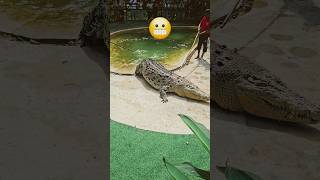 😬Malaysia Largest Crocodile🤒vikmanvibes travel shorts adventure crocodile [upl. by Eidarb]