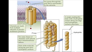 Cell Membrane Transport Simple amp Facilitated Diffusion Primary vs Secondary Active Transport [upl. by Katt119]