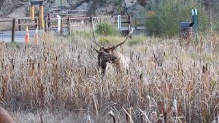 Bull elk mating cow [upl. by Adnilec]