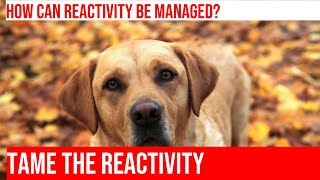 Training Your Golden Retriever to Handle Reactivity on Walks [upl. by Annairba225]