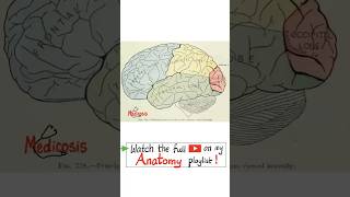 Anatomy of the Brain  Lateral Surface…anatomy physiology neuroanatomy biology nurse doctor [upl. by Patterson]