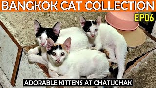 🐱BANGKOKS CATS EP06  Chatuchak Kittens [upl. by Paik]