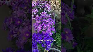 Osteospermum pericallis blooming in March 262024 [upl. by Conney]