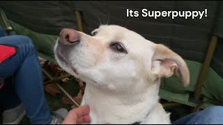 Superpuppy Superman Theme  John Williams  Lily the Dog at the Asheville Symphony cutedog dog [upl. by Sirac]