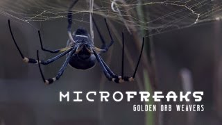 Golden orb weaver spiders Architects of entrapment [upl. by Ettelracs]