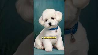 Top 10 easiest dog breeds to raise luckypet animals dogs top10 [upl. by Assi]