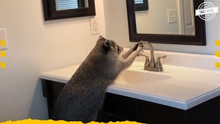 Why Does Racoon Wash His Food [upl. by Edahc314]