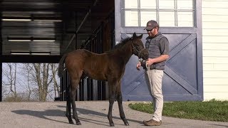 Lucas Street Foals a Half to Wavell Avenue By Arrogate [upl. by Odranreb891]