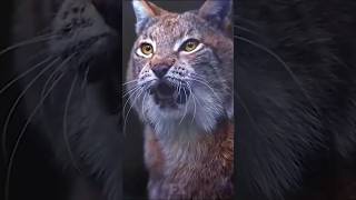 Before amp After Animals Growing Up Amazing Animal Transformation 💥 short tiktok animals [upl. by Hanima]