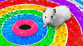 DIY Hamster Maze with Orbeez  Rainbow Pool [upl. by Attelrahs]