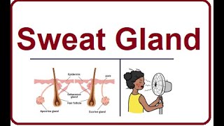 Sweat Glands  Structure and Functions  2024 [upl. by Reinke]