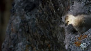 Daredevil Goslings Make a Terrifying Jump for Life [upl. by Haerb]