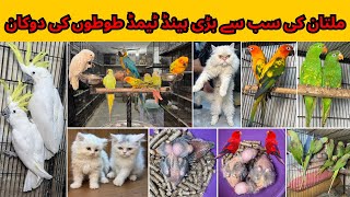 Multan Birds Market Rasheedabad Madni Birds Latest Update All Fancy and Imported Bird Available Here [upl. by Barstow]