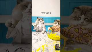 cat made club light from balloons 😯😀😺 cat funny funnycats cute pets catball kitty catlady [upl. by Gerson]