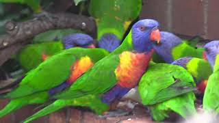 Lorikeet behaviour in Dr Roms Bird Sanctuary [upl. by Murrell]