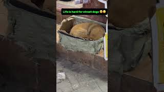 Dogs are sleeping on road 🥺foryou cutedoglover dogs viralvideo shorts [upl. by Flatto]