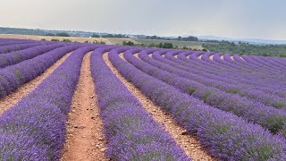 Valensole  Champe de lavande  France [upl. by Halle309]