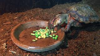 Honduran wood turtle Rhinoclemmys pulcherrima incisa feeding [upl. by Eerat]