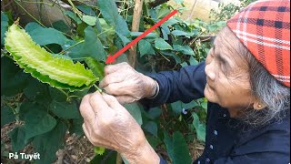 The Old Woman Fished Harvested Winged Bean ampSolanum Procumbens To Cook Life In The Rural Mountains [upl. by Ladnyc]