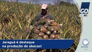 GA  Jaraguá é destaque na produção de abacaxi  03102018 [upl. by Kcirevam]