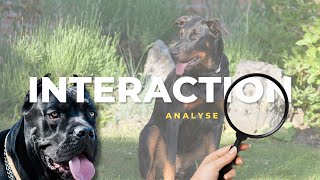 Beauceron VS cane corso  Analyse d’interaction [upl. by Ellenoj775]