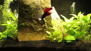 Heated Betta Aquascape 12524 [upl. by Devlen]