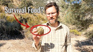 Harvesting Delicious Pinyon Pine Nuts In the Eastern Sierra [upl. by Matty]